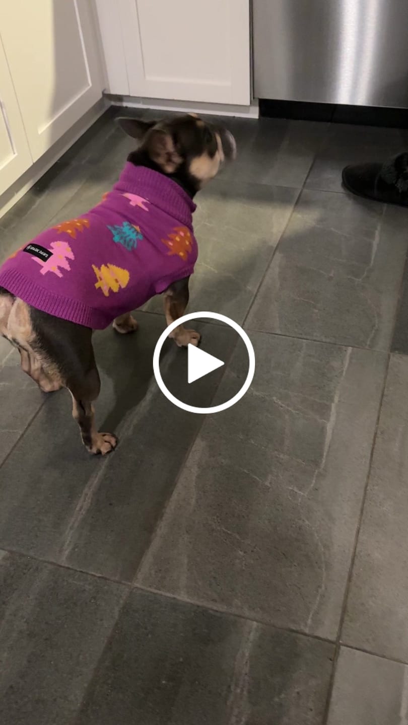 Customer video review of Christmas Knit Dog Sweater
