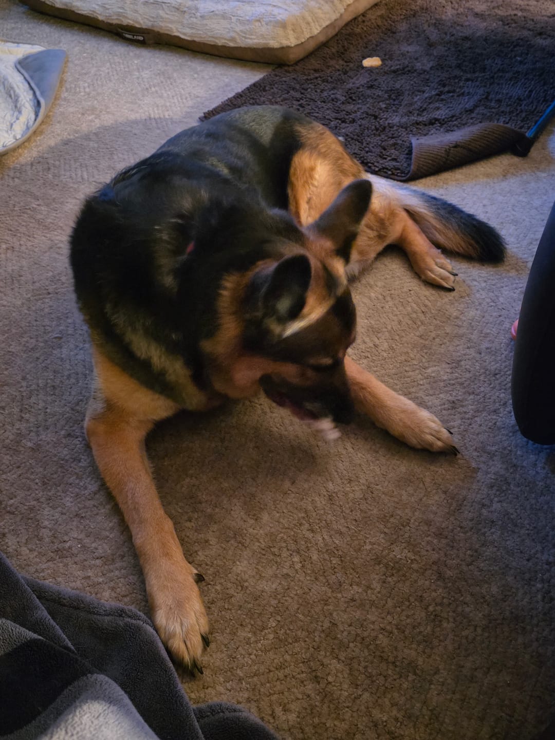 Customer photo review of 6 Inch Monster Braided Bully Stick