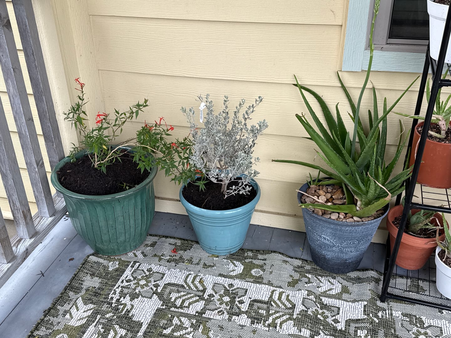 Customer photo review of Texas Sage 'Compact'