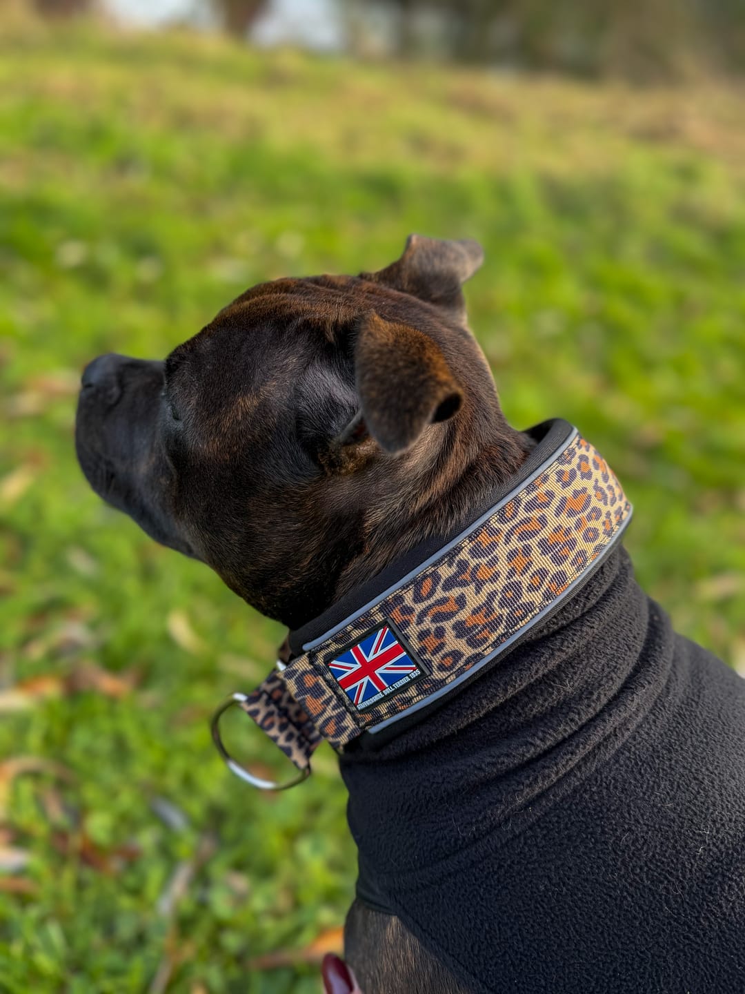 Customer photo review of Staffordshire Bull Terrier 1935® Martingale Collar - Leopard