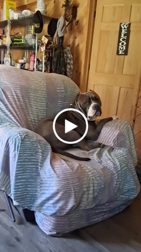 Customer video review of 12 Inch Beef Jerky Stick