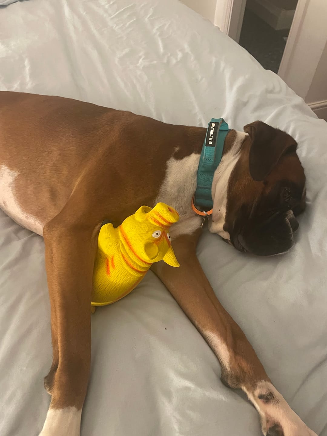 Customer photo review of 4cm LIGHTER Combat® Collar | With Handle Rated Clip - Turquoise & Orange