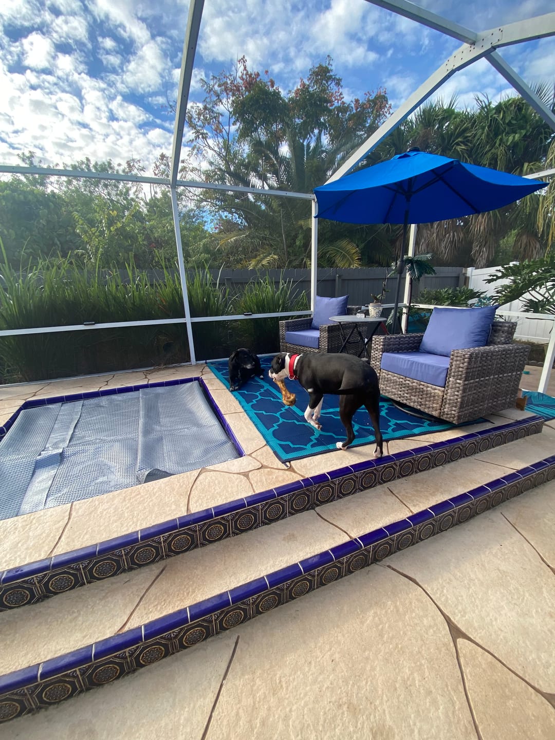 Customer photo review of Large Ostrich Cane (11.5" x 5"): The Ultimate Long-Lasting Chew for Medium, Large & XL Dogs