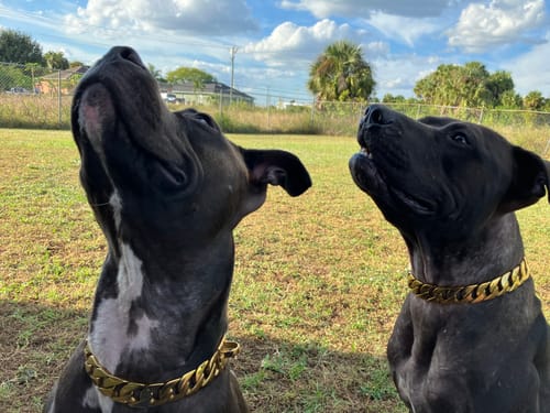 Customer photo review of THE CUBAN 1 Inch Dog Collar - Gold Cuban Link Premium Collection