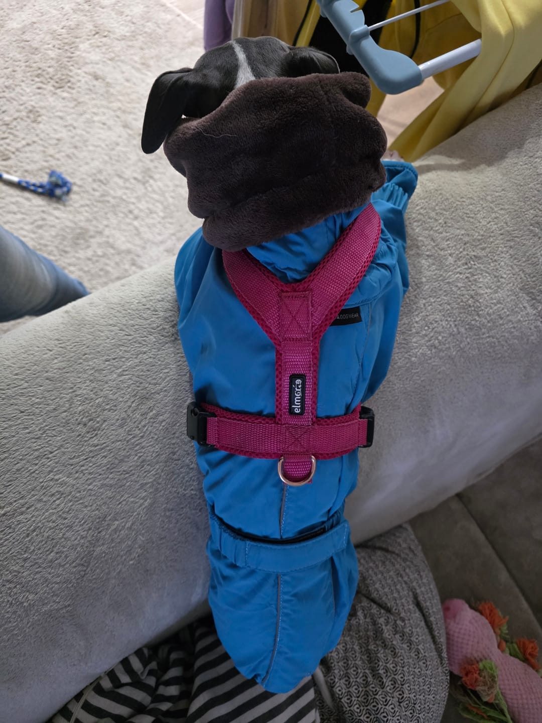 Customer photo review of Windhundgeschirr FUN Welpe/Windspiel "Flamingo Pink"
