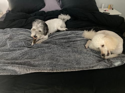 Customer photo review of LONG LASTING | Whole Goat's Horn Dental Chews