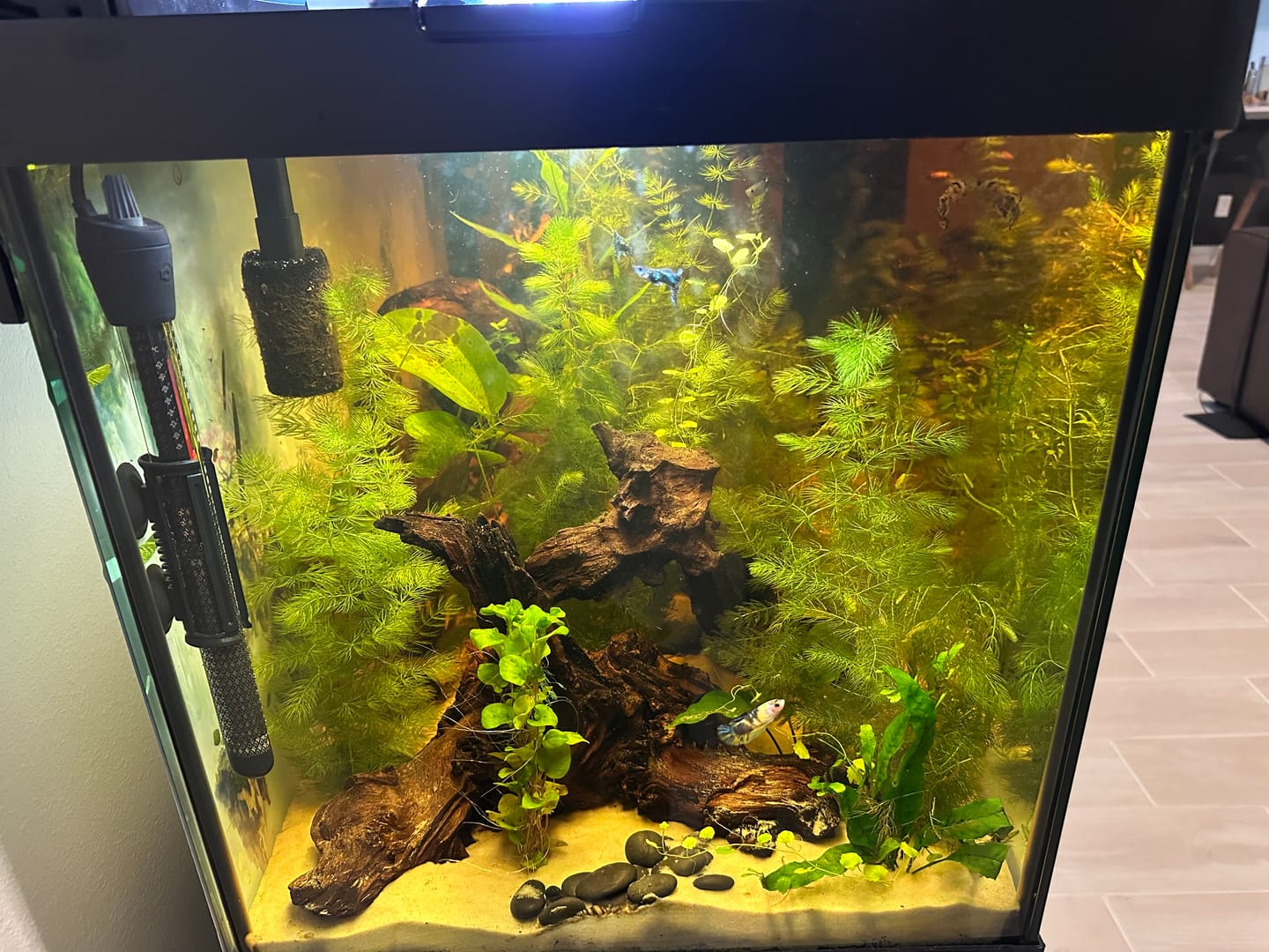 Customer photo review of Purple Ivory Mosaic Guppy Fish