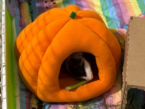 Customer photo review of Fleece Bed | Pawmkin Spice Floofs