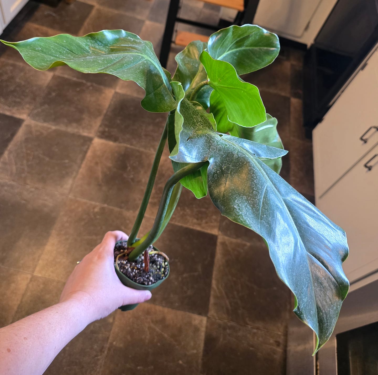 Customer photo review of Philodendron barrosoanum
