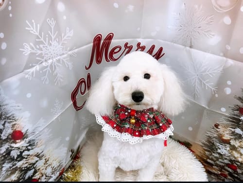 Customer photo review of FunFunPet 高機能ハーネス（お名前タグ作成サービス付き）