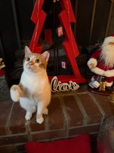 Customer photo review of Cat Cold, Sneezing & Respiratory Support Remedy