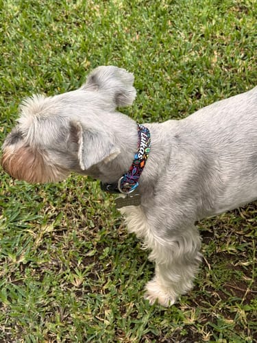 Customer photo review of Collar personalizado para Mascota: Alebrije