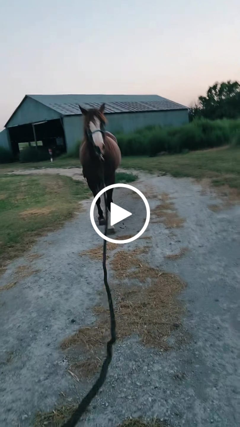 Customer video review of Rewind™ Joint