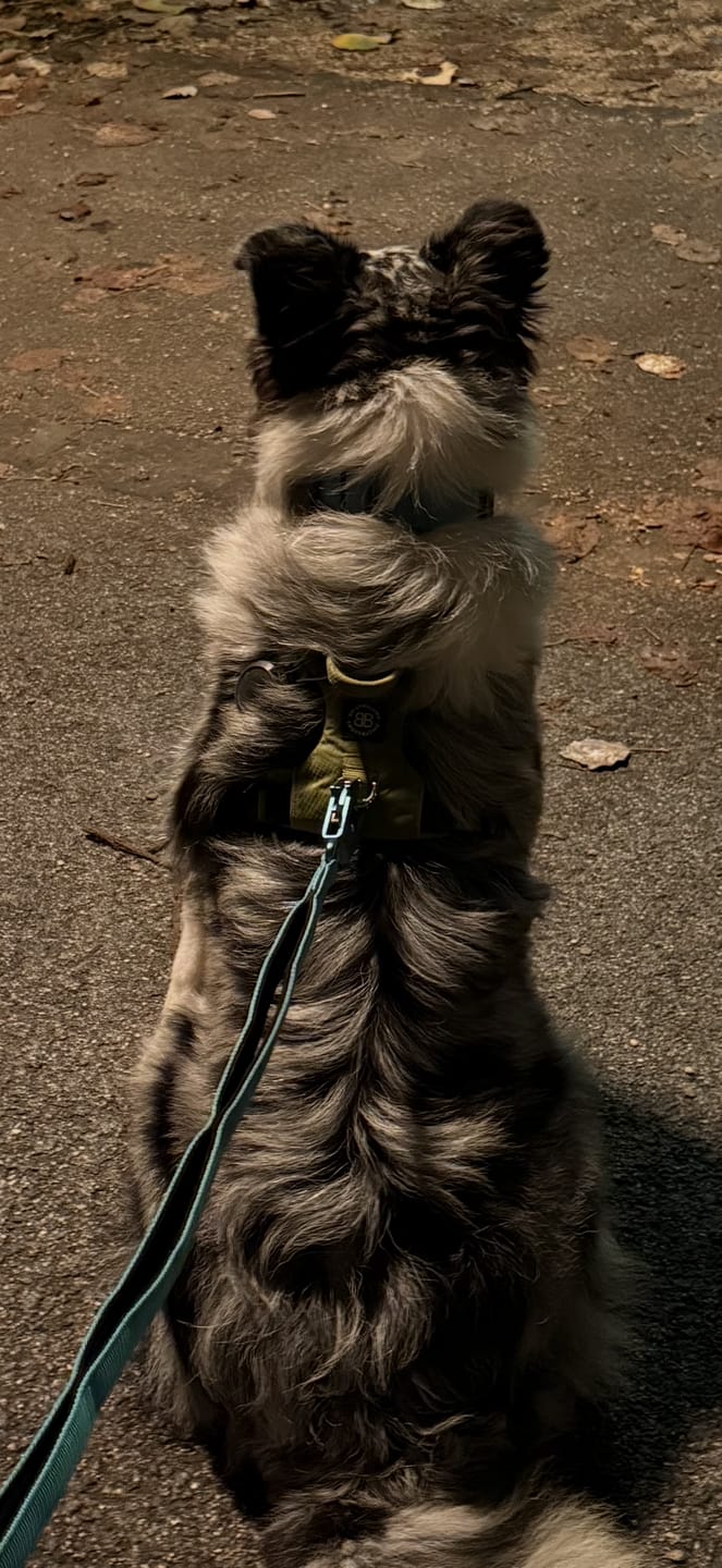 Customer photo review of Air Harness | Anti-Pull & With Handle - Olive Green