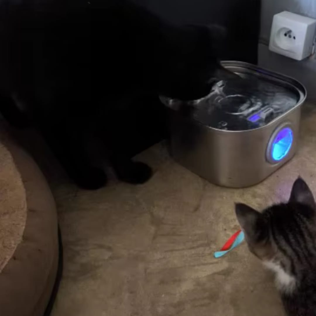 Customer photo review of PfotenBrunnen™ -Katzenwasserspender