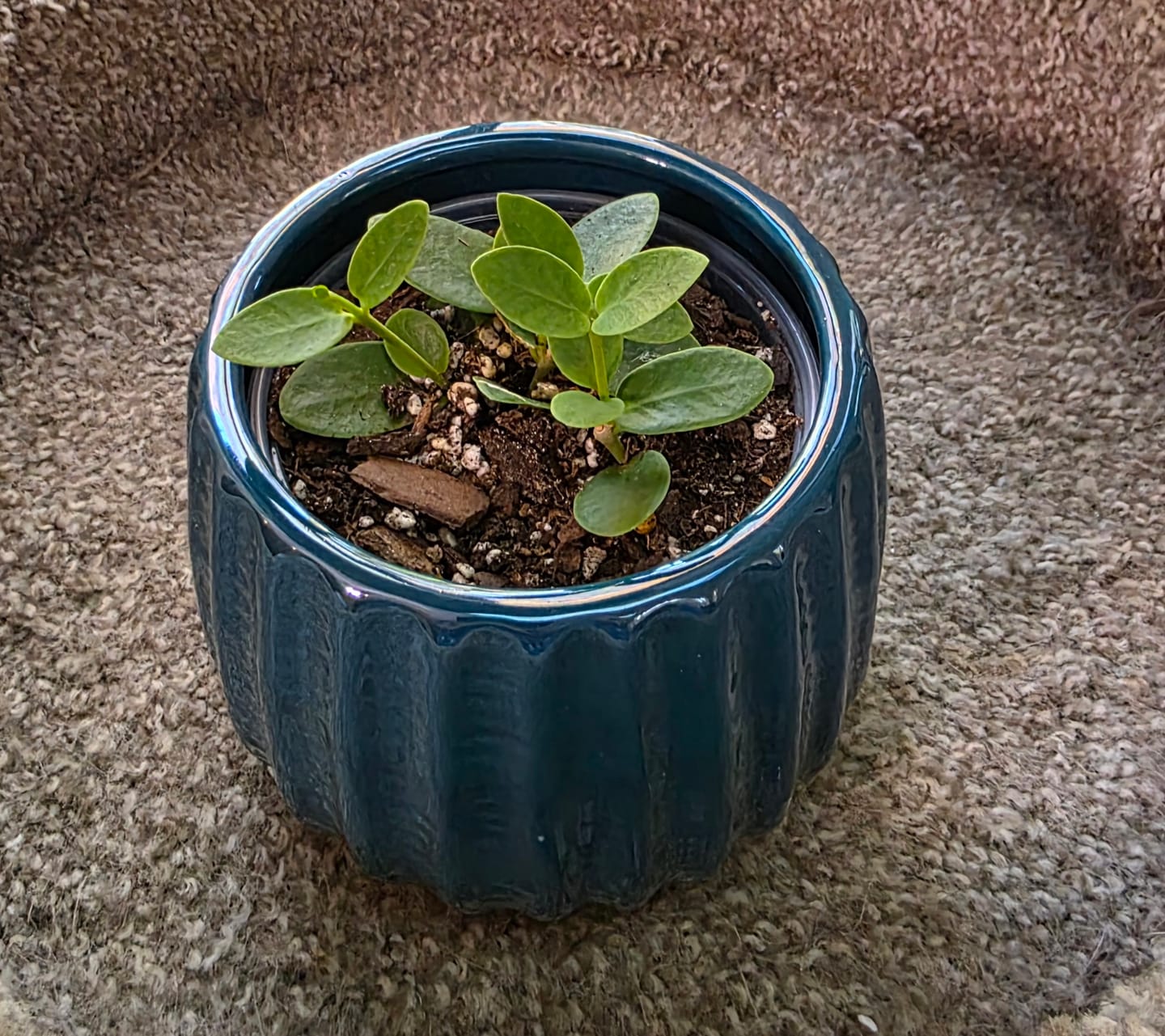 Customer photo review of Hoya cumingiana
