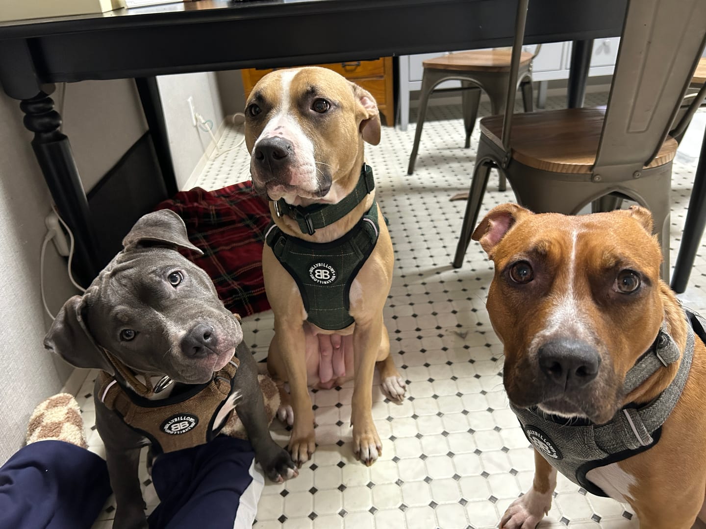 Customer photo review of Premium Comfort Herringbone Harness | Non Restrictive - Stone Grey