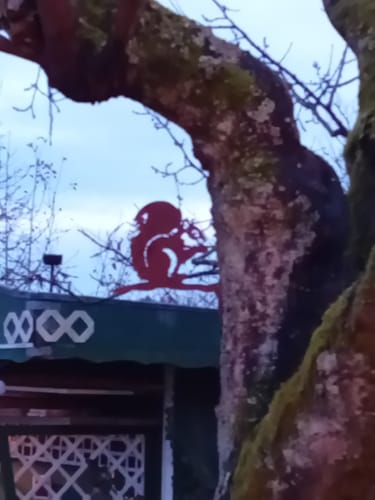 Customer photo review of Baumstecker Eichhörnchen