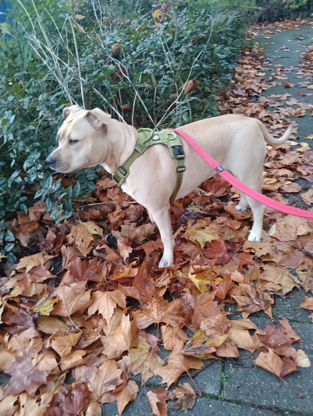 Customer photo review of Air Harness | Anti-Pull & With Handle - Olive Green
