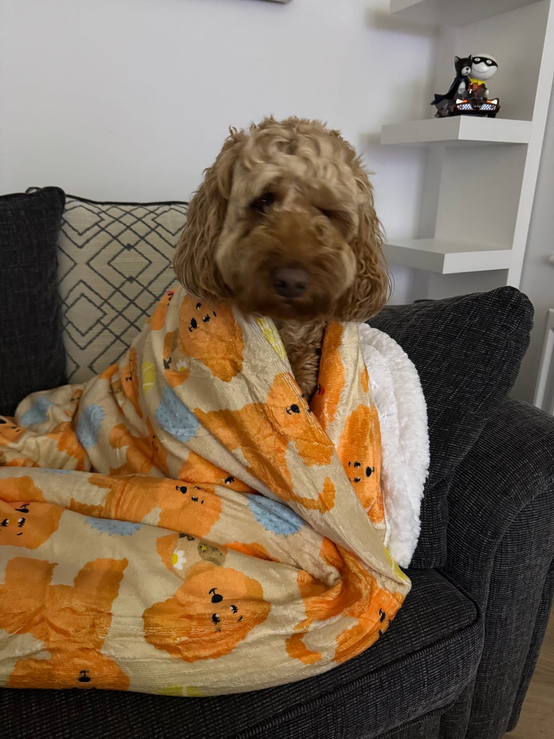 Customer photo review of Hooman Blankie - Curly Club Collection
