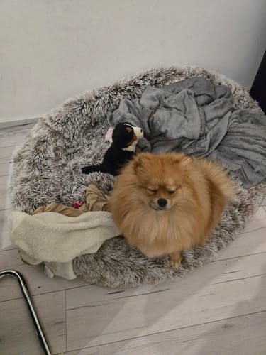 Customer photo review of Hundebett - Katzenbett rund Wuscheldonut