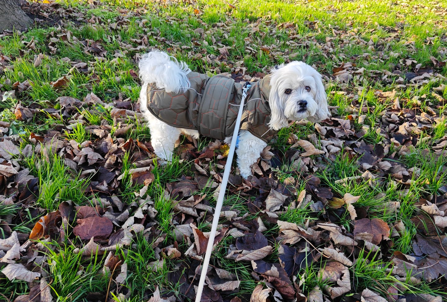 Customer photo review of Honey Comb Dog Coat