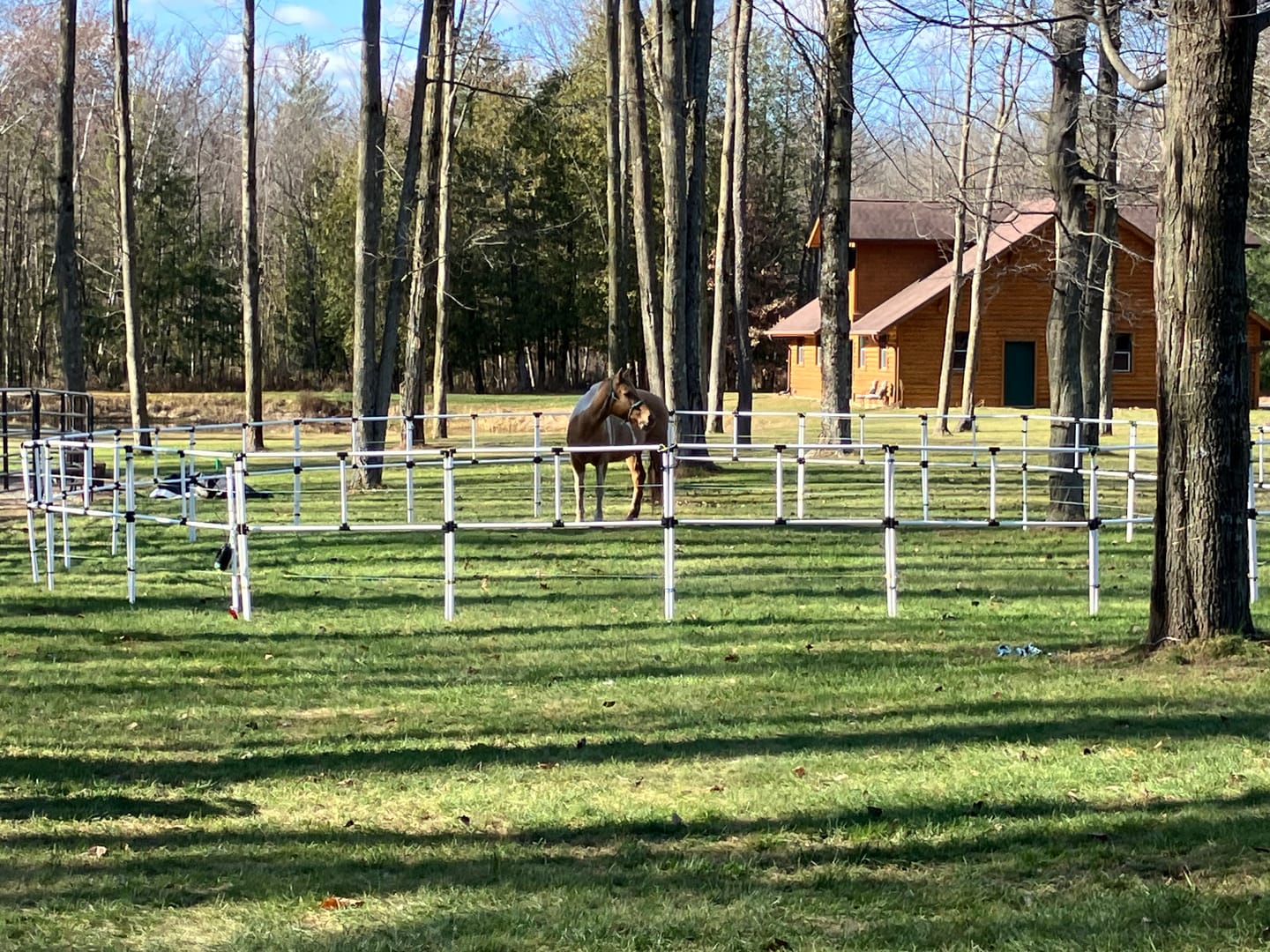 Customer photo review of Ready Made Portable Electric Horse Corral Fencing: (Electric EconoLine 8 Panels; 2 Rails)
