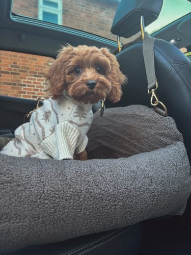 Customer photo review of Chocolate | The Cosy Car Seat