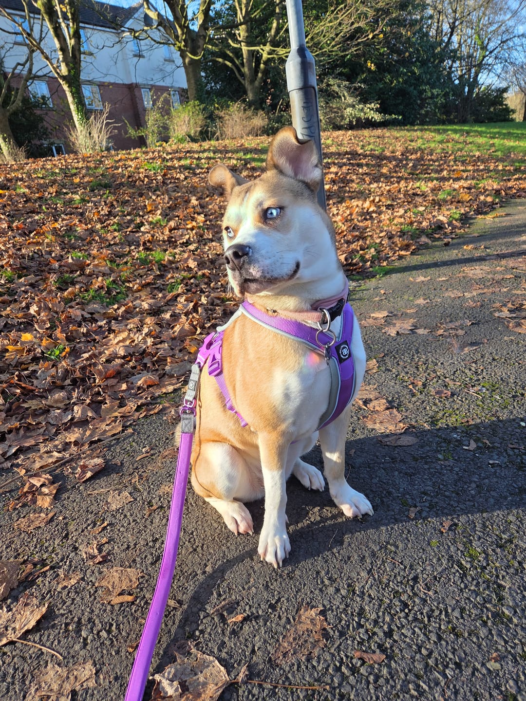 Customer photo review of 1.4m Lighter Swivel Combat Lead | Anti-Tangle & Secure Clip - Purple x Metal Grey