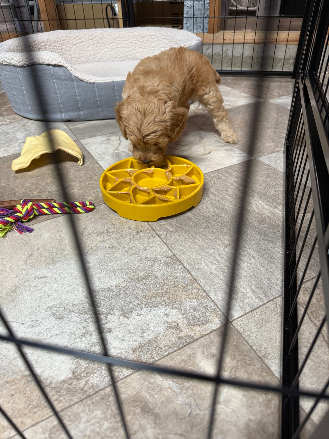 Customer photo review of Sunflower Slow Feeder
