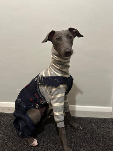 Customer photo review of Denim Dog Overalls Set