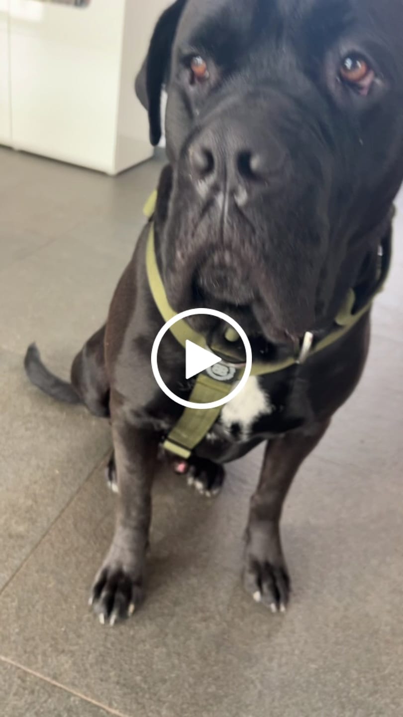 Customer video review of Training Anti Pull TRI-Harness® | M-XL Breeds - Khaki