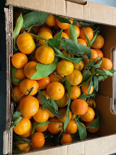 Anne C. review of Clémentines Bio - Origine Corse image 1 out of 1