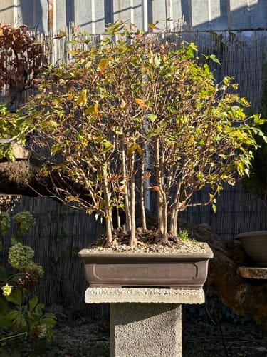 Customer photo review of PROTOCOLLO NUCLEARE CB®