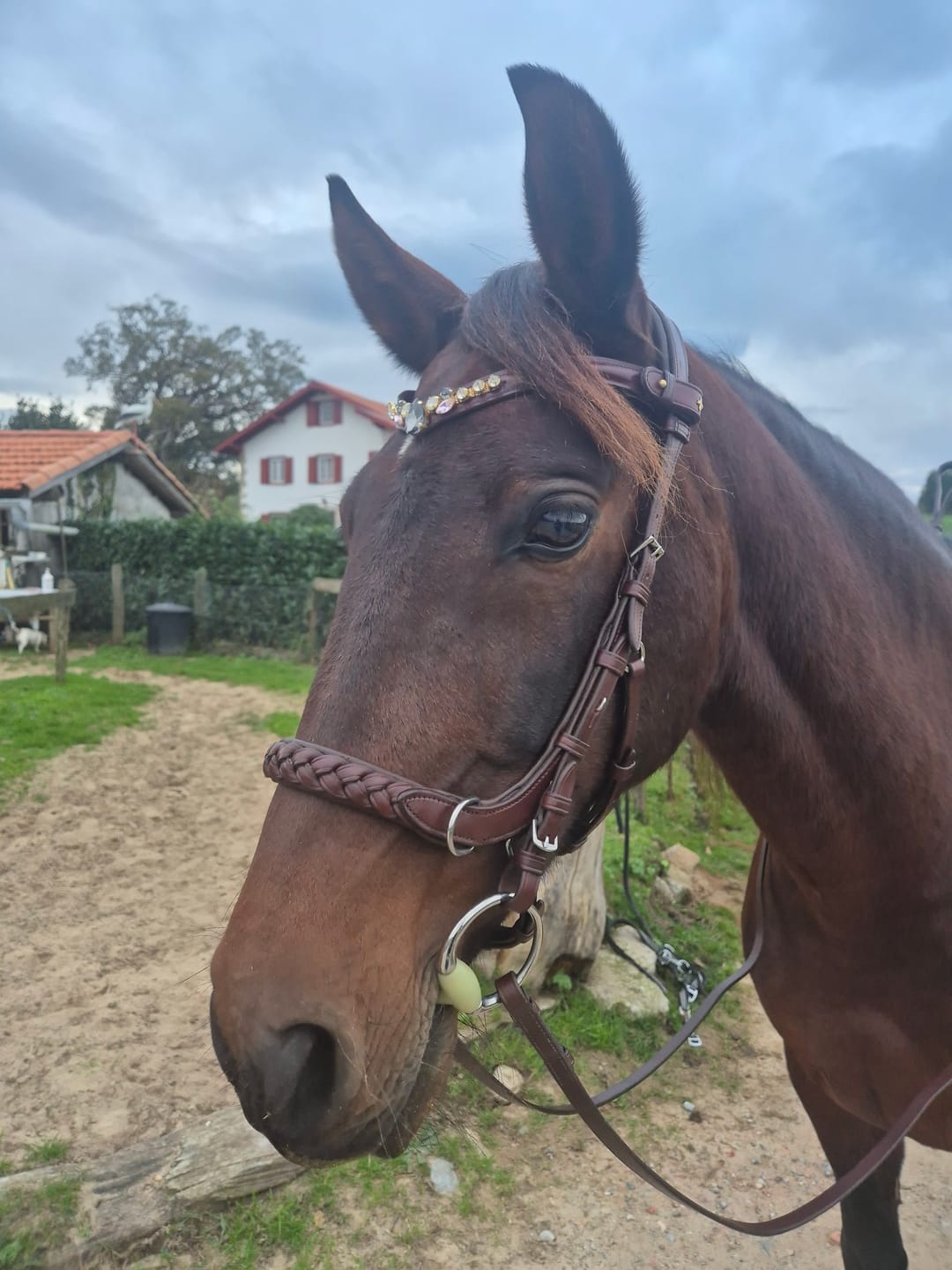 Customer photo review of Odessa Bonita Multi bridle padded - MASEGO bit to bitless system - SILVER