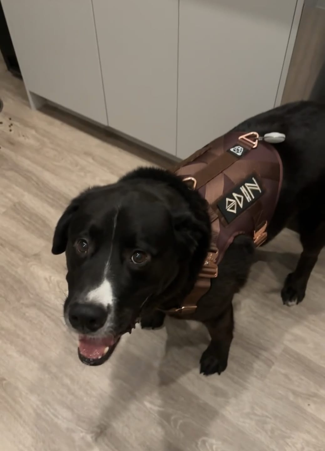 Customer photo review of HNTR 3.0 Dog Harness - Chocolate