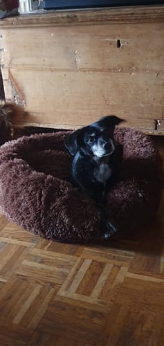 Customer photo review of Puppery Hundebett Wolke 7 - Das Original