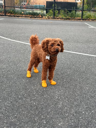 Customer photo review of WagWellies® by wagwear