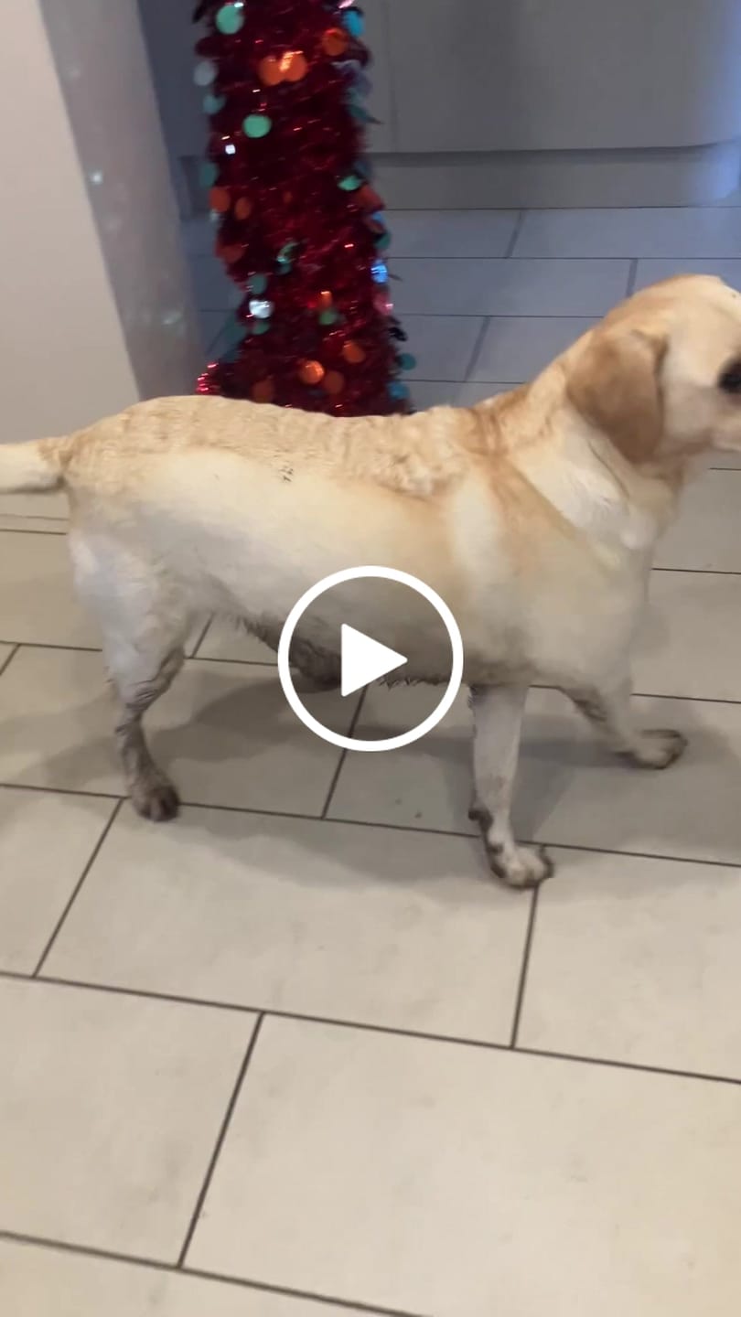 Customer video review of Scottish Salmon Dry Food