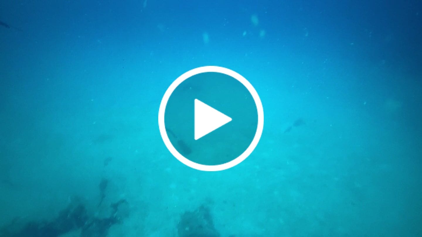 Customer video review of Sharkbanz 2 – Wearable Shark Deterrent
