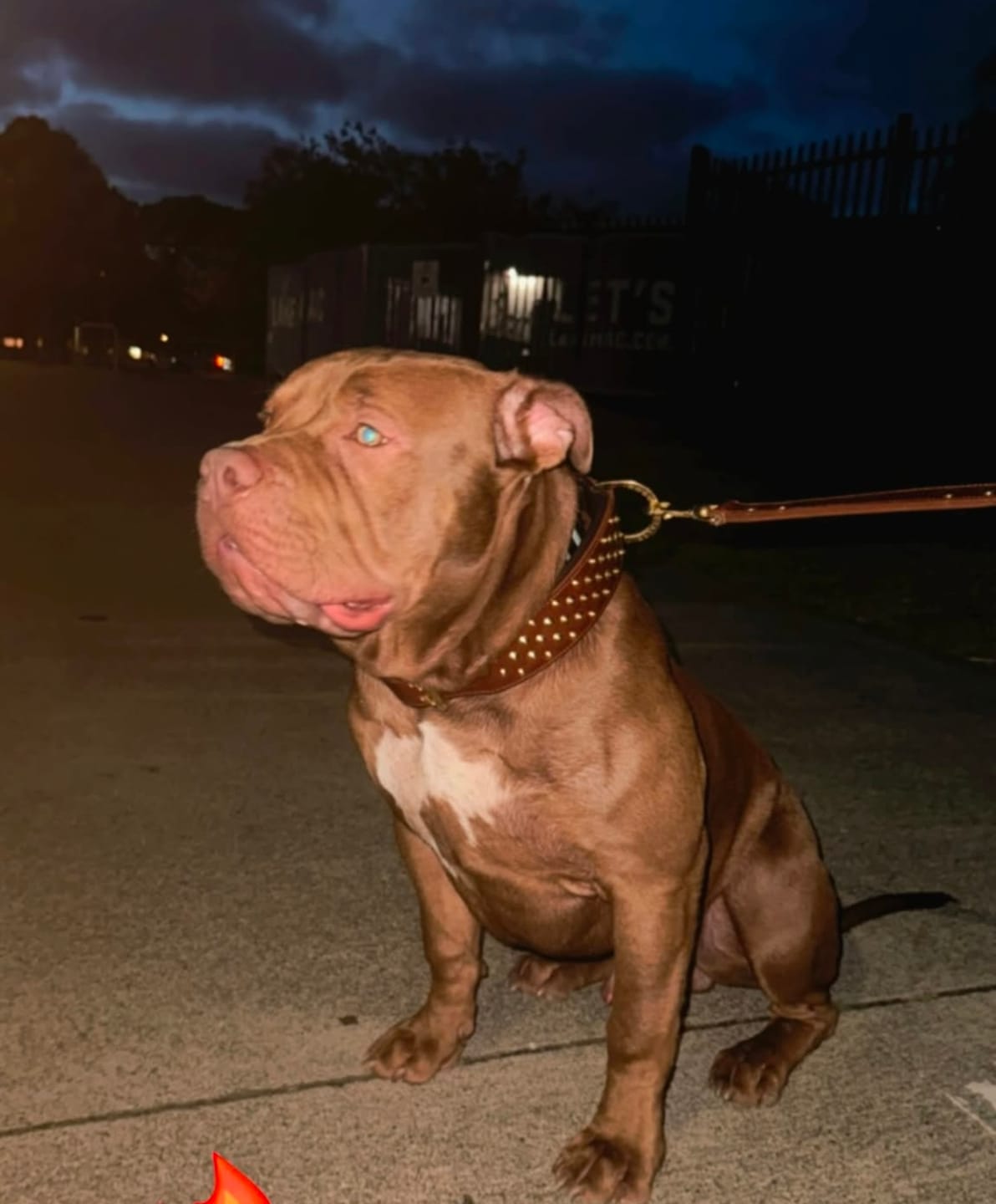 Customer photo review of Hand Made Leather Dog Collar - RuffNeck Black & Brass (Wide Fit)