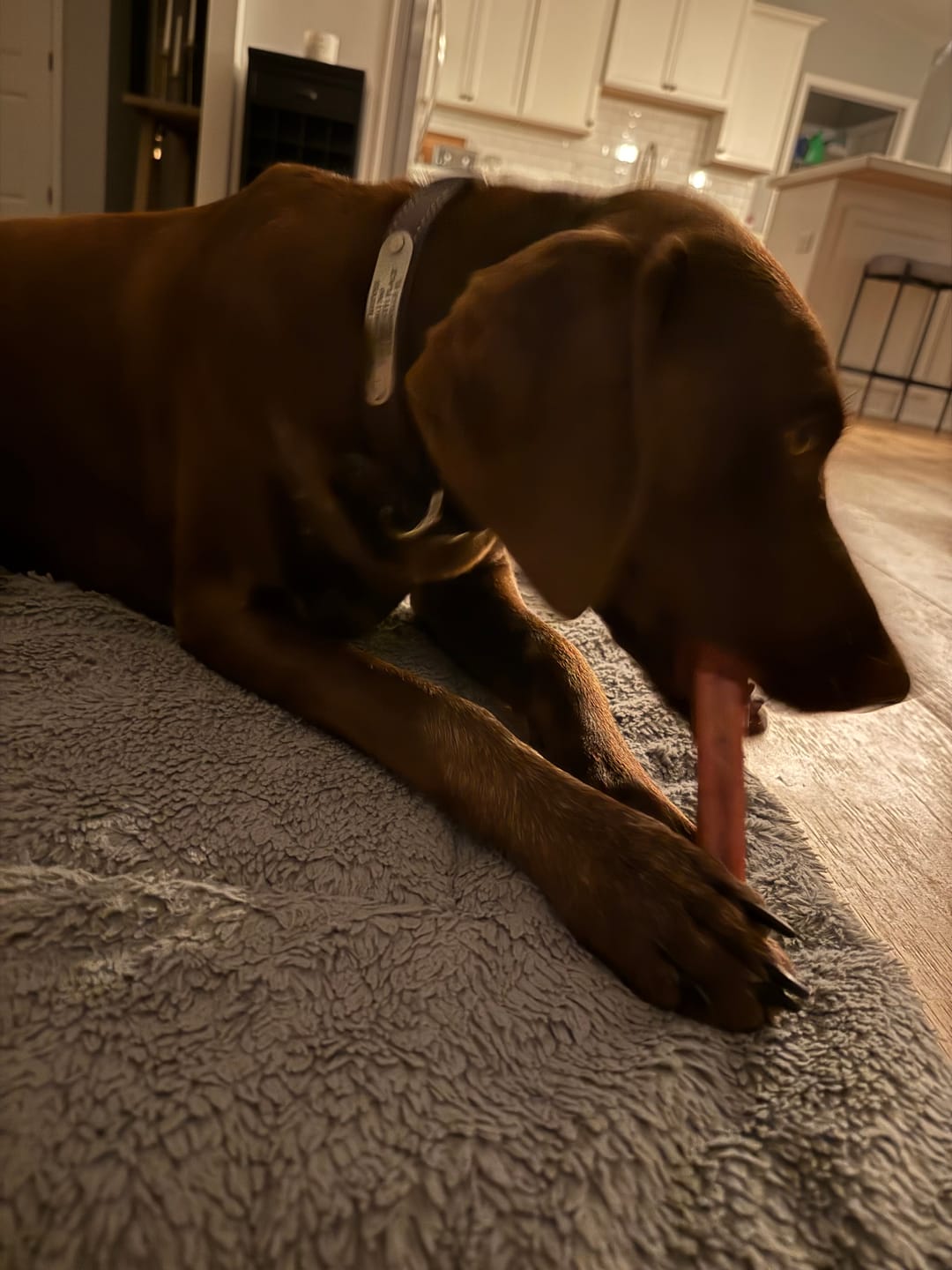 Customer photo review of 6 Inch Jumbo Bully Sticks