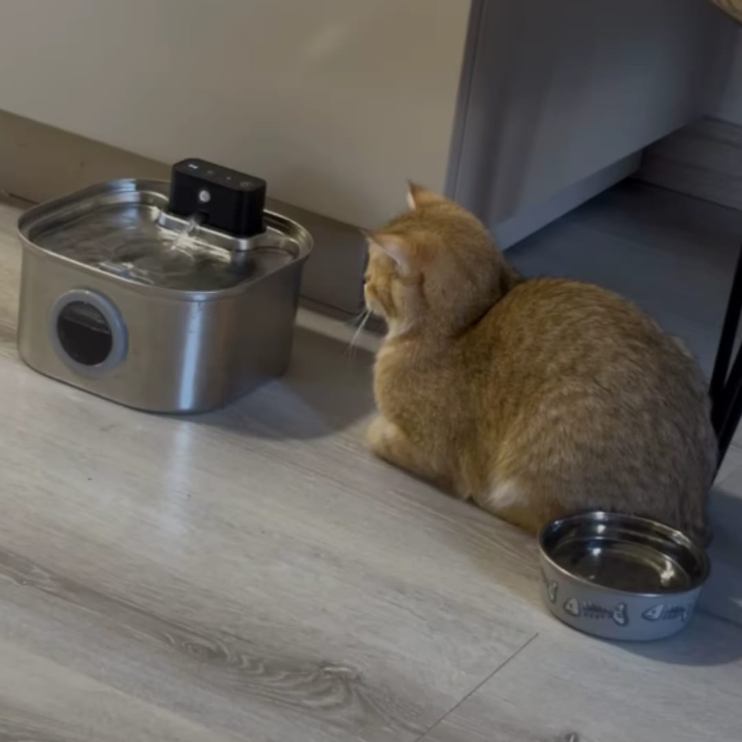 Customer photo review of PfotenBrunnen™ -Katzenwasserspender
