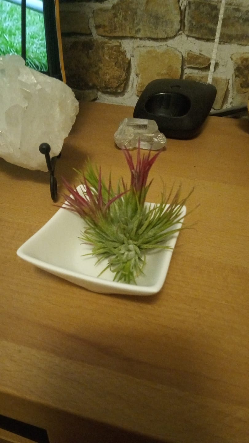 Customer photo review of Tillandsia ionantha