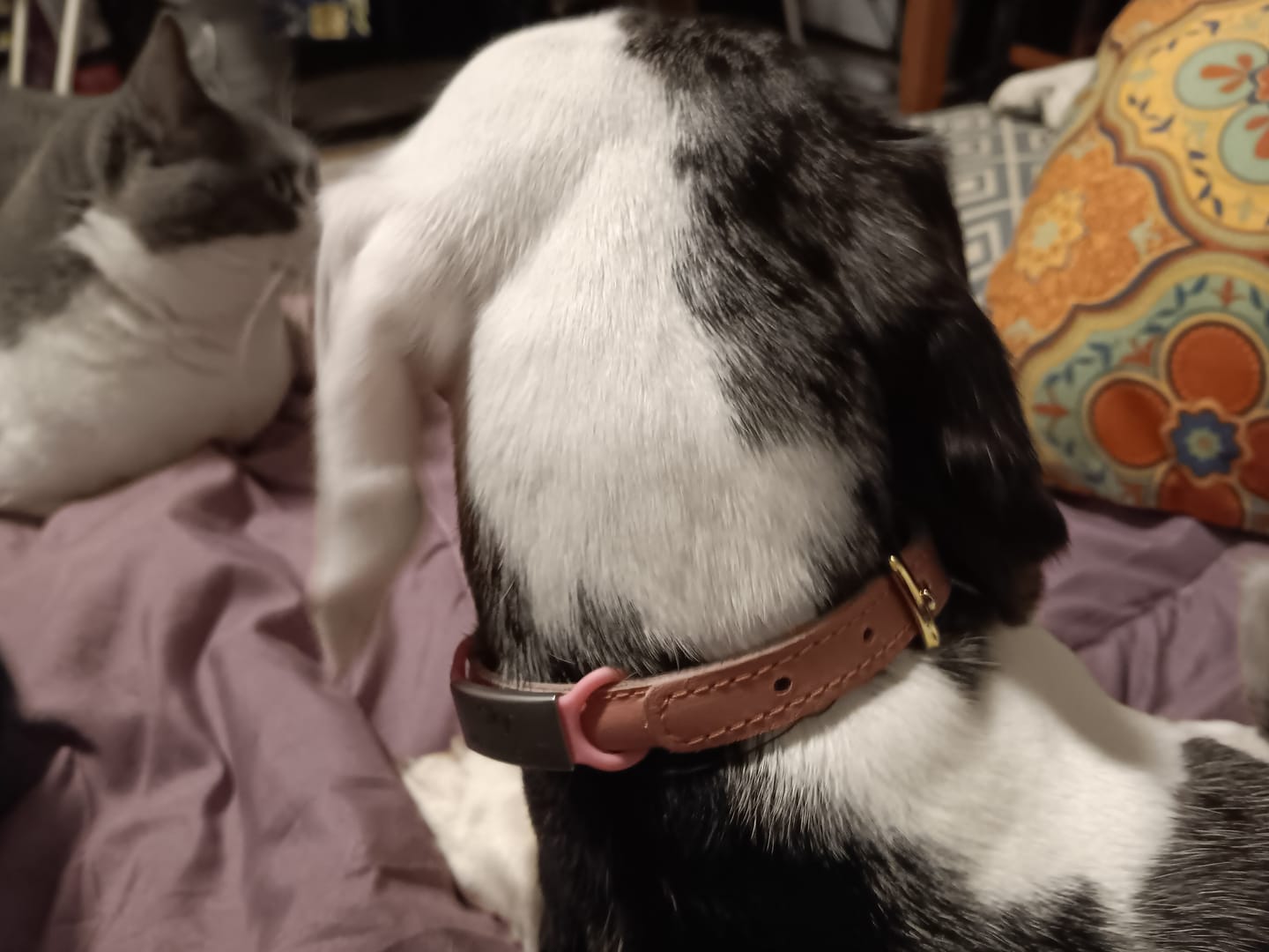 Customer photo review of Klapperfreie Hundemarke Silikonslider mit Edelstahl-Schild für Halsbänder inkl. GRATIS Gravur