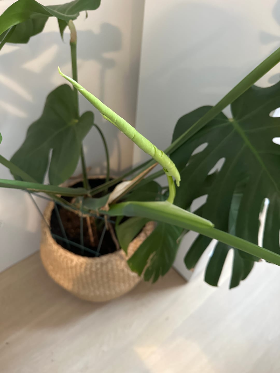 Customer photo review of Kelpy Food for Plants
