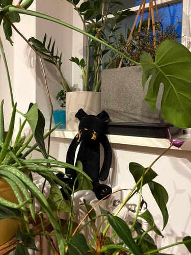 Customer photo review of INDIRA, LA PANTHÈRE - L