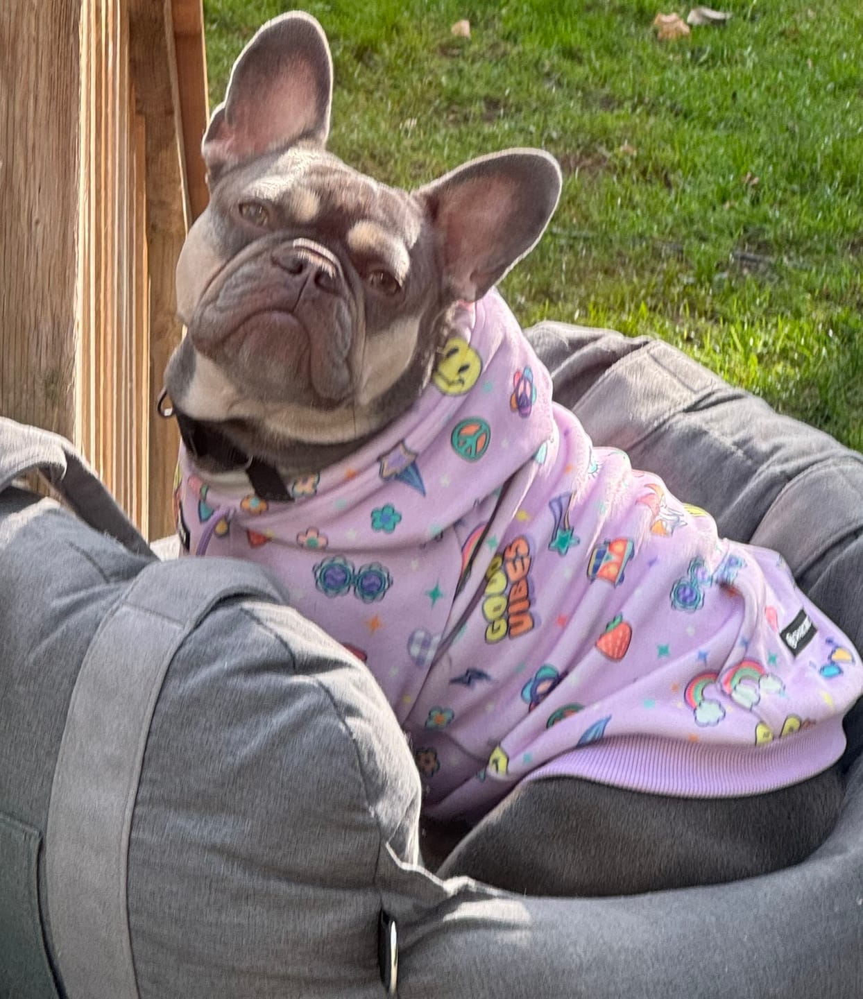 Customer photo review of Good Vibes Dog Hoodie - Purple