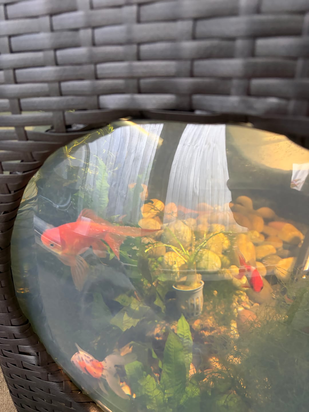 Customer photo review of CRINUM CALAMISTRATUM