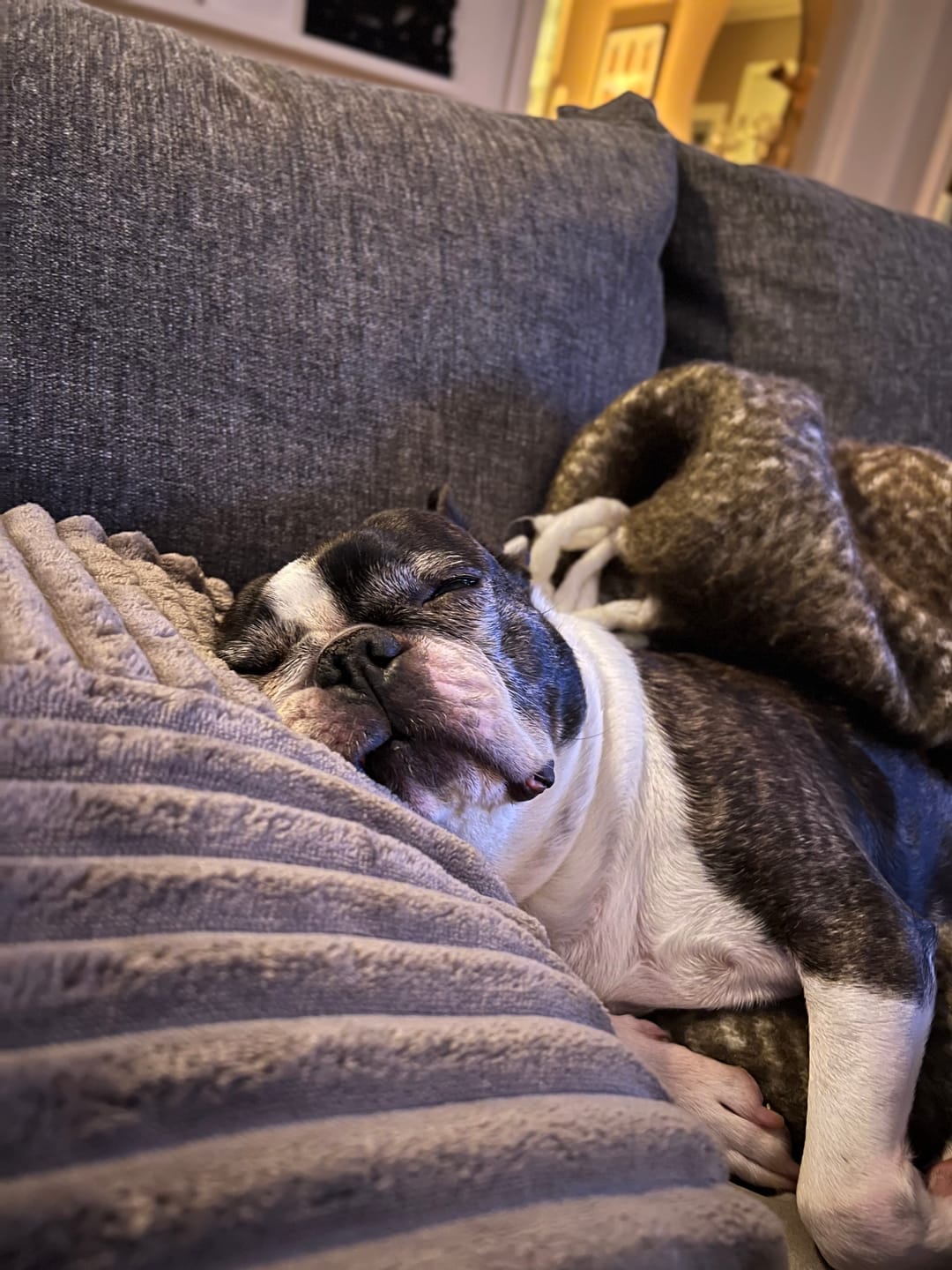 Customer photo review of Dog Pajama - Avocado